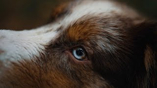 A Happy Australian Shepherd 🐶 2 YEARS