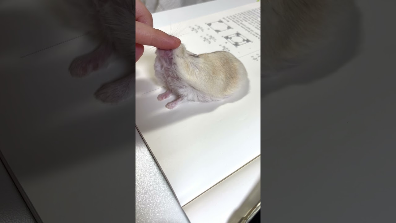 햄스터 애교 보신분?
