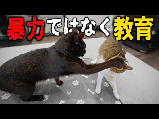 保護猫】黒ちゃんが『新入り』に教育を始めました！ - YouTube