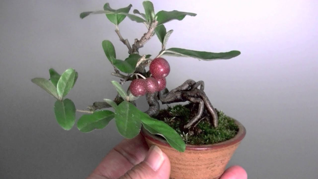 アキグミ盆栽-B1（秋茱萸 盆栽）Elaeagnus umbellata bonsai - YouTube