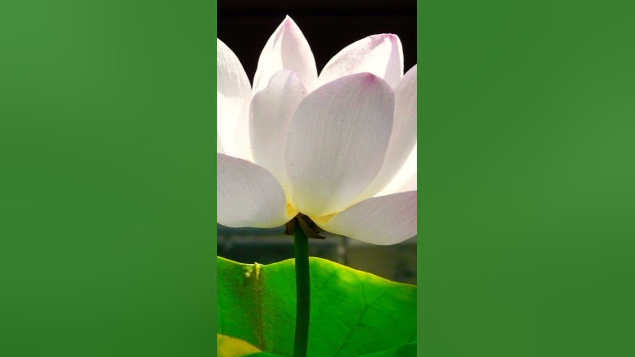 18.05. День ЮПИТЕРА. БХАРАНИ накшатра.МАХА КАЛИ. КОНЕЦ- ЭТО НАЧАЛО. # ...