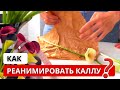 ❗️ КАЛЛА ВО ФЛОРИСТИКЕ! Важные нюансы: хранение, стойкость, уход! Как придать калле нужную форму?