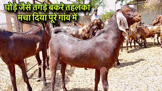 घोड़े जैसे तगड़े बकरे तहलका मचा दिया पूरे गांव में @farmingbaba ghode jese tagade bakre saste me 