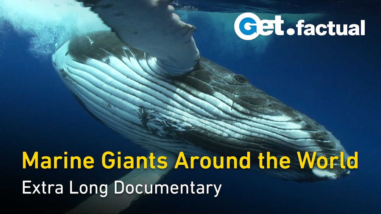 Deep Ocean: A Silent Journey with Marine Giants  Extra Long Documentary Pt. 1