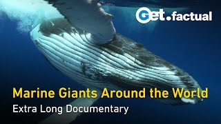 Deep Ocean: A Silent Journey with Marine Giants | Extra Long Documentary Pt. 1