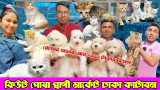 রোজার অফার মাত্র ১০০০ টাকায় বিড়াল  | Katabon Animal market in Bangladesh | Cat price in Bangladesh