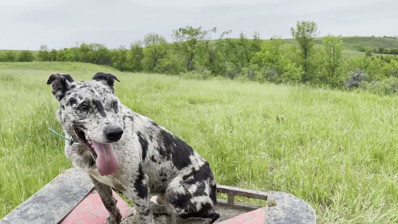 Stoney Bringing Yearlings out of the Creek Pasture