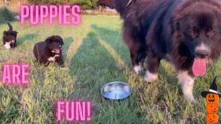 Puppies 6-week-old are living their best life playing in the back lot! Great Pyrenees Pups love life by DIY MY RURAL LIFE! 1,183 views 7 months ago 55 seconds