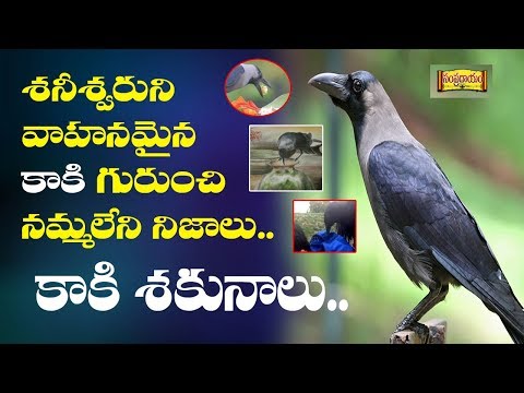 కాకి శకునాలు | Interesting Facts About Kaki Shakunam | M6tv Telugu