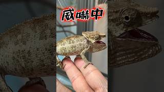 カメレオンの赤ちゃん、ブチギレ！？ #爬虫類 #reptiles #shorts #chameleon #カメレオン #ふじぴこ