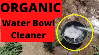 How to ORGANICALLY clean a water bowl #Short
