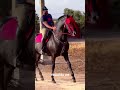تبارك الله على الجدع لي شرا اشرف قيصر ب 18 مليون النخوة و الجمال خيل Tbourida Cavalier تبارك الله على الجدع لي شرا اشرف قيصر ب 18 مليون النخوة و الجمال خيل Tbourida Cavalier