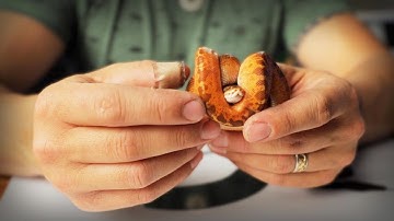 Top 5 favorite Ball Pythons (part 2)