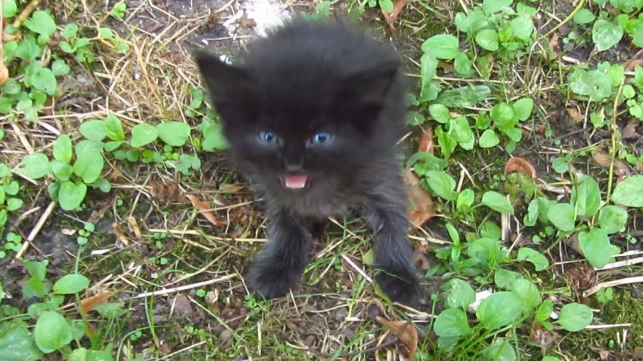 baby kittens black