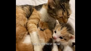 Kittens Crying For Mama Cat / Cute And Funny Cats And Kittens by CUTE  FUNNY ADORABLE ANIMALS 402 views 3 years ago 6 minutes, 56 seconds