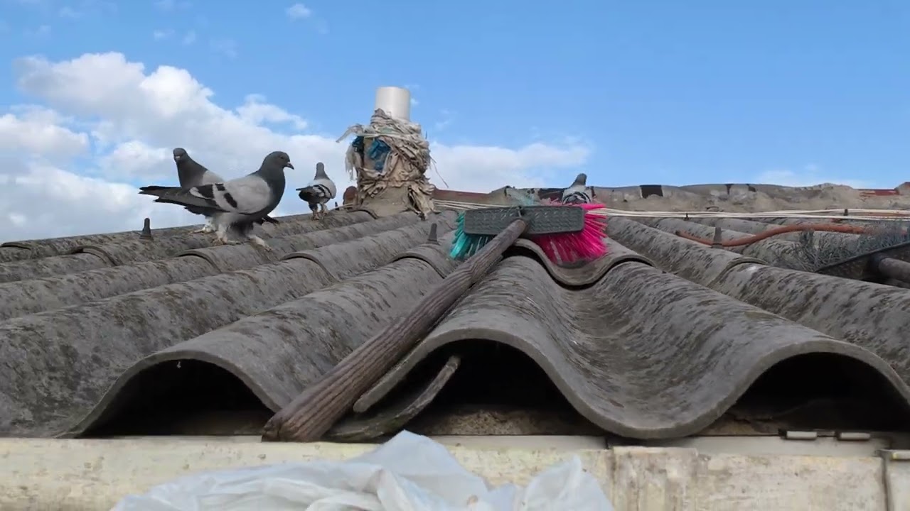 MAVİ YAVRULAR GÜNEŞLENİYOR