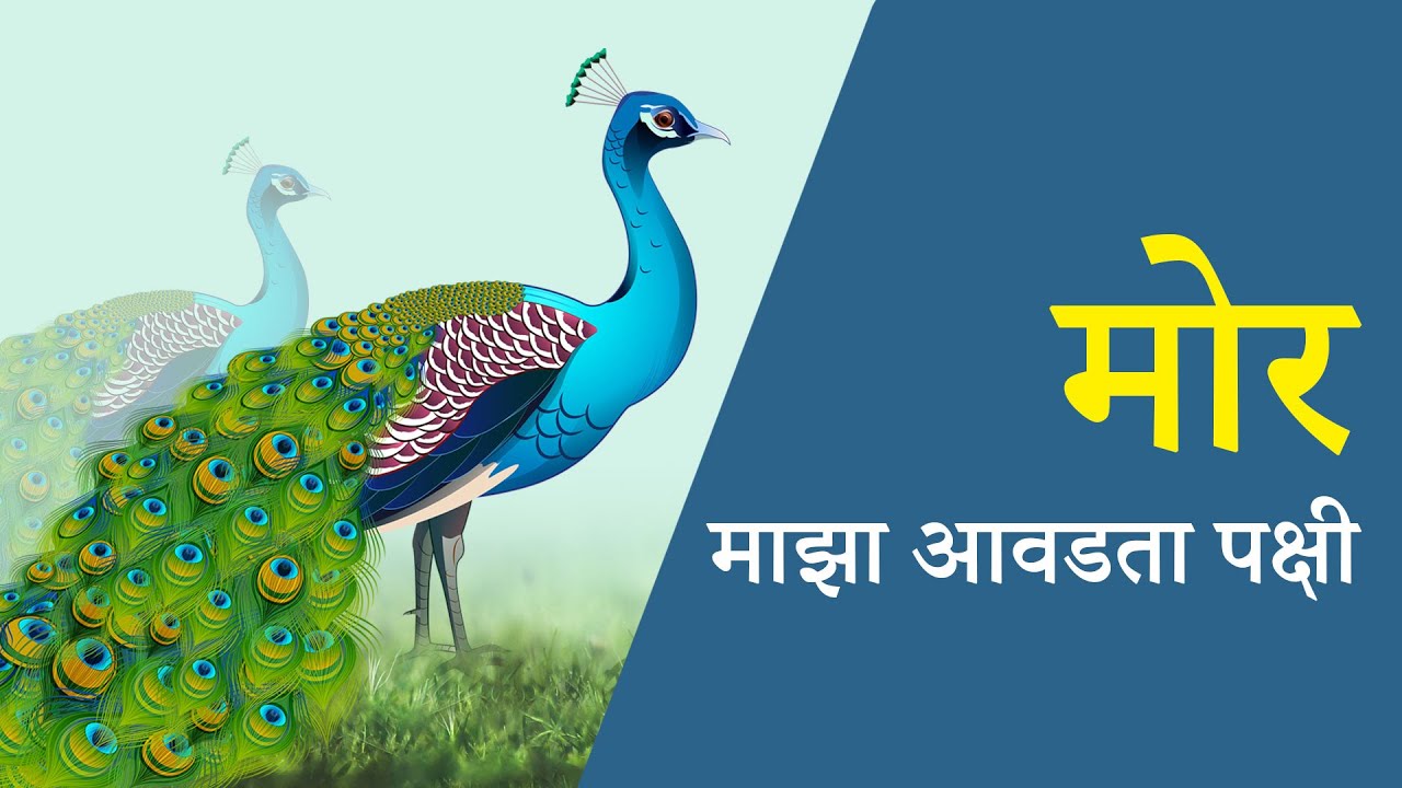 essay in marathi my favourite bird peacock