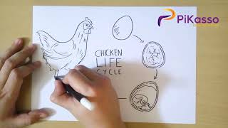 How to Draw Chicken Life Cycle Stages