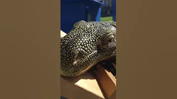 Max The Croc Monitor 