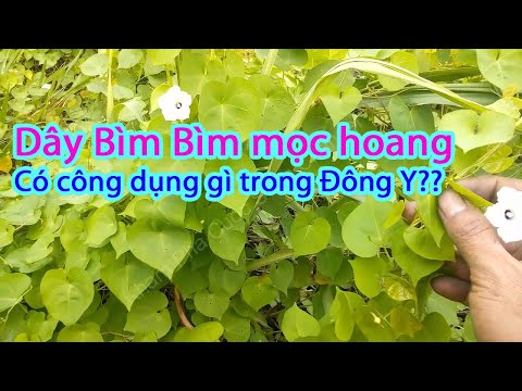 Dây Bìm Bìm - Mọc hoang đầy ở các vung quê có công dụng gì trong ĐÔNG Y - Cây thuốc Việt