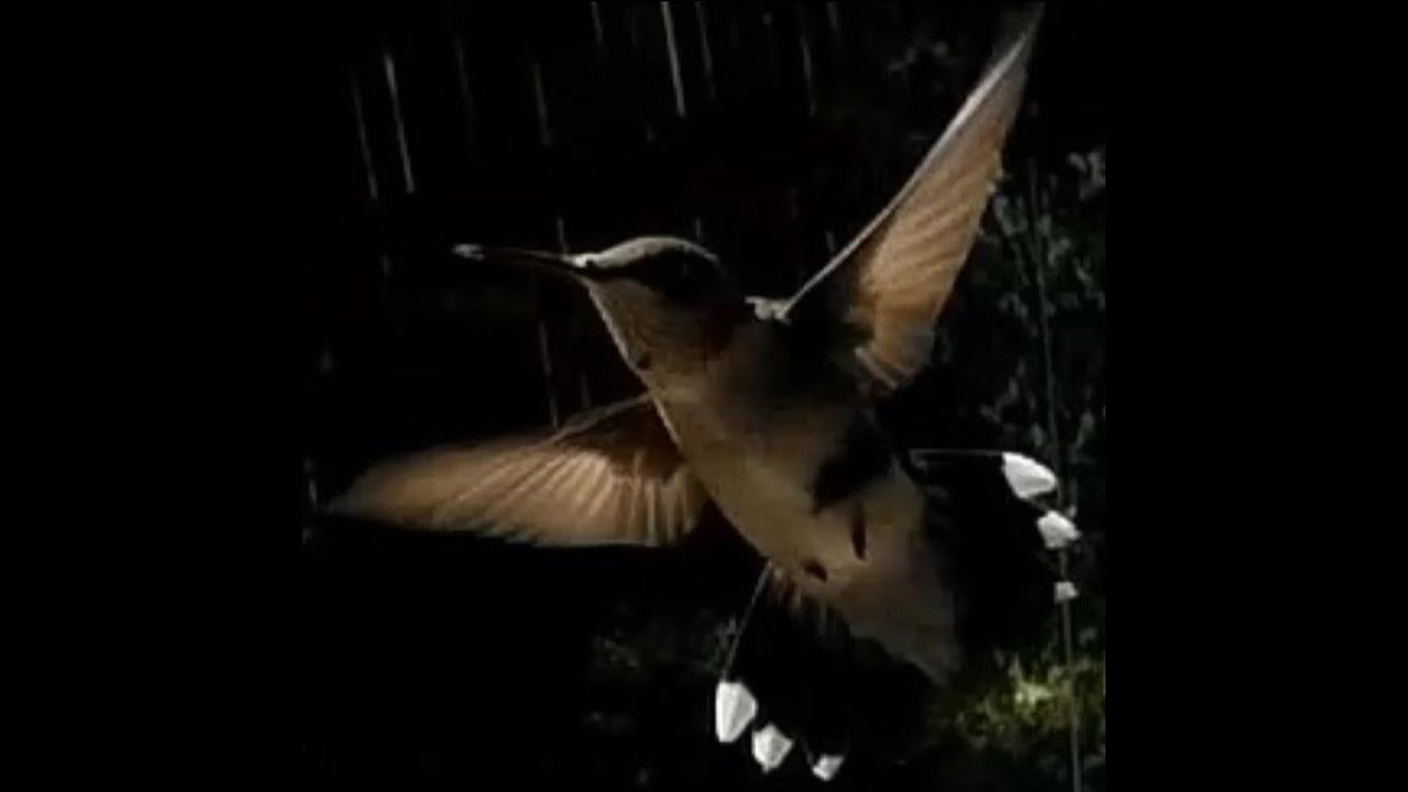 Thirsty Hummingbird w/ Lurking Spider! Collection 3 Winter is Coming ...