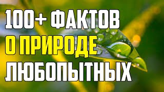 100+ Любопытных Фактов О Природе