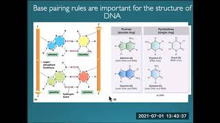 What Is A Transition Vs. A Transversion And What Does Each Have To Do With Evolution?