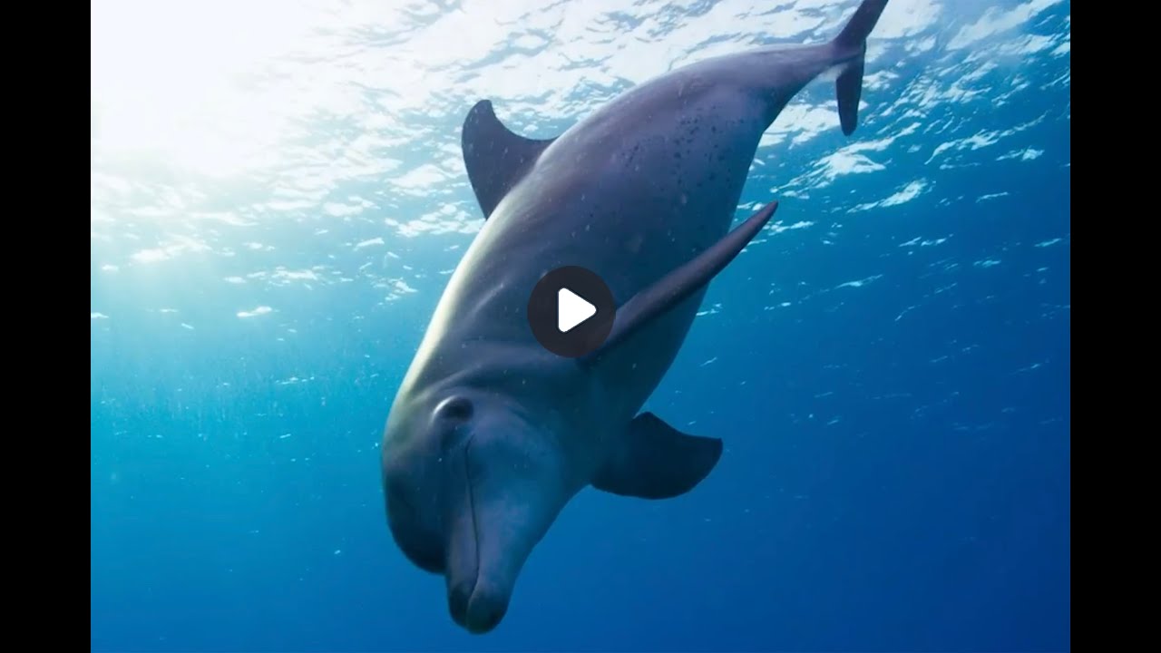 Maputo National Park Turns 1!