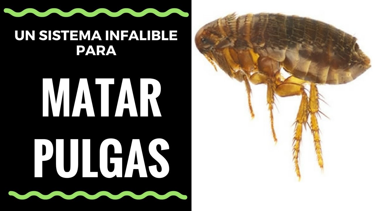 Desviarse Abrasivo Campo Como Matar Pulgas con un Sistema Infalible - How To Kill Fleas with  Infallible System - YouTube