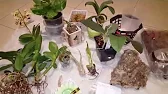 Elen S Adenium pluS