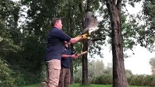 Vrijlating Van 2 Wilde Buizerds