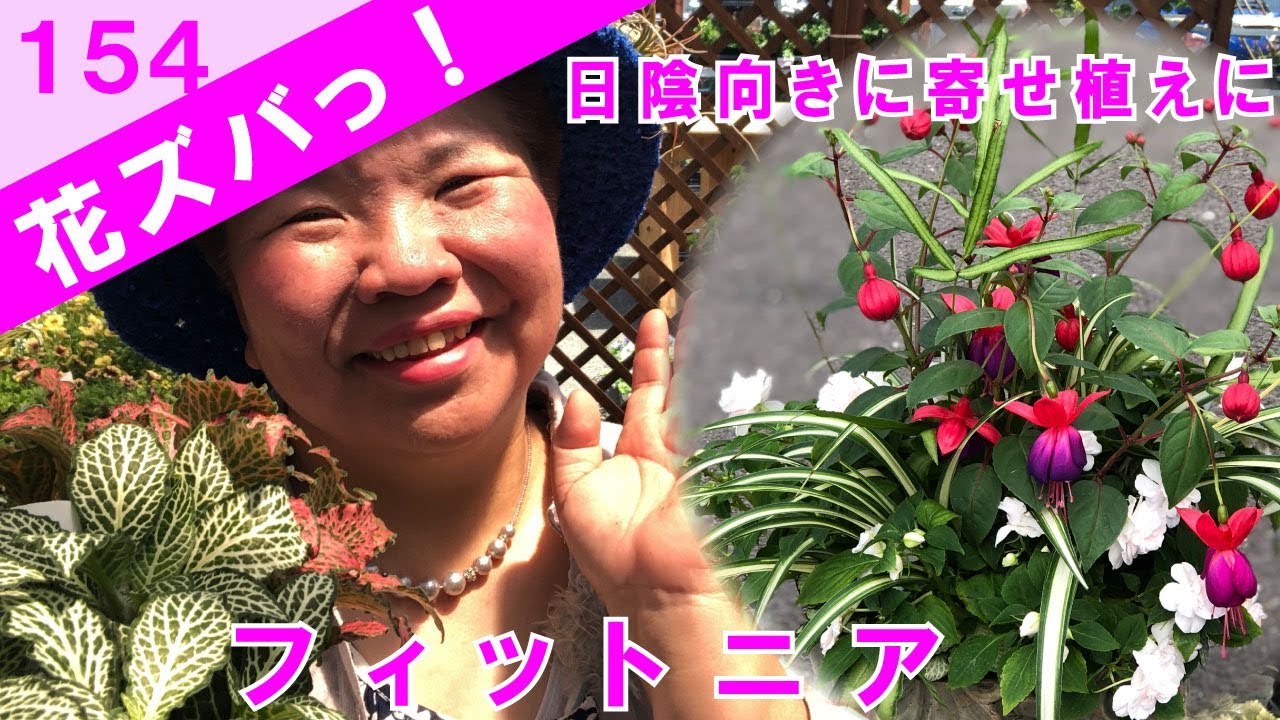 日陰の寄せ植えに観葉植物フィットニア Fittoniaプランツギャザリング