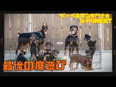 【いよいよ旅立ちの日】兄妹揃って最後の庭遊び!