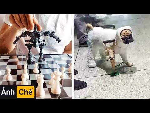 Video Những Hình Ảnh Hài Hước (P 50) Chó tập bay và cái... - youtube