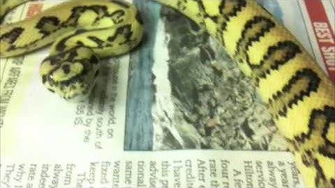 Jungle Carpet & Jaguar Carpet Python