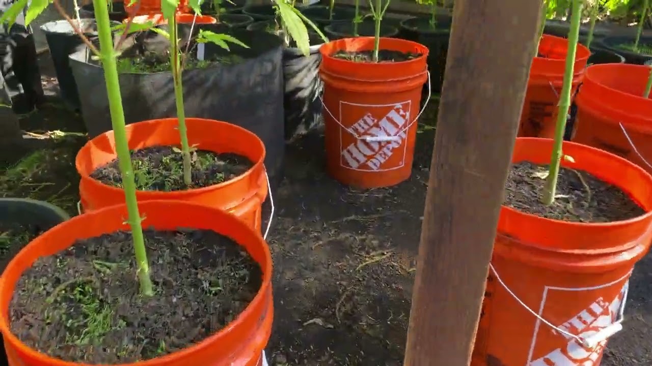 Outdoor cannabis update (2023)