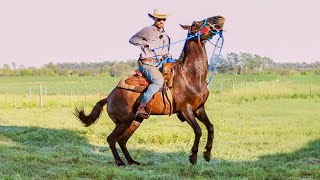 IS THIS HORSE RIDEABLE? | Training a Problem Horse [EP2]