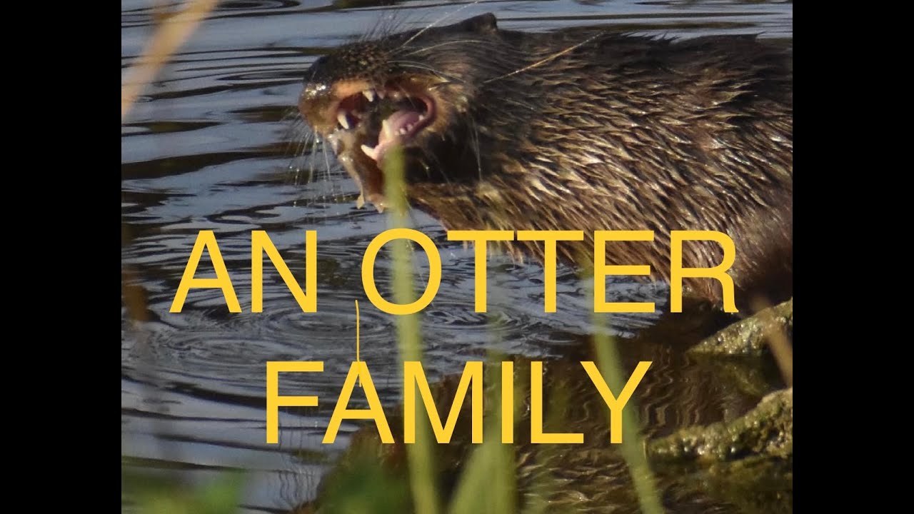Following An Otter Family - Nature and Landscape Photography