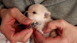 Pomeranian puppies 2-3 weeks old ♥