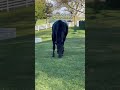 Grass hates to see Harley coming… but we love it (and all 2,100lbs of him) 🥰 #drafthorse #breyer