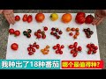 我种出了18种西红柿 番茄 哪个最值得种 Comparing 18 Varieties Of Tomatoes 我种出了18种西红柿 番茄 哪个最值得种 Comparing 18 Varieties Of Tomatoes