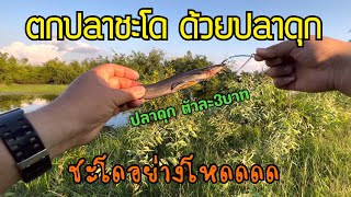 ตกปลาชะโด ด้วยปลาดุก คันหักกระจายย #bisons2 #giantsnakeheadfishing #ตกปลาชะโด #เหยื่อสด #ปลาดุกซิ่ง