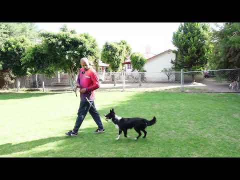 Video: Entrenamiento para caminar sin correa