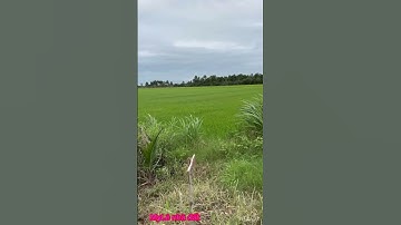 Cần bán nhanh DT 1 công giá 240 triệu 1 công thuộc huyện mộc hóa tỉnh Long An lh 0819259737