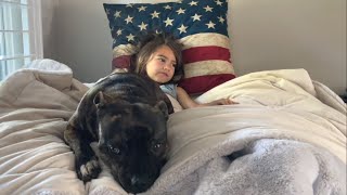 Generous Staffy Lets Only Two Lucky Humans Share Her Luxury $1000 Bed! by PUDDY THE DOG 774 views 2 weeks ago 2 minutes, 10 seconds