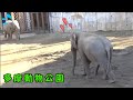 【多摩動物公園】アジアゾウのカップル