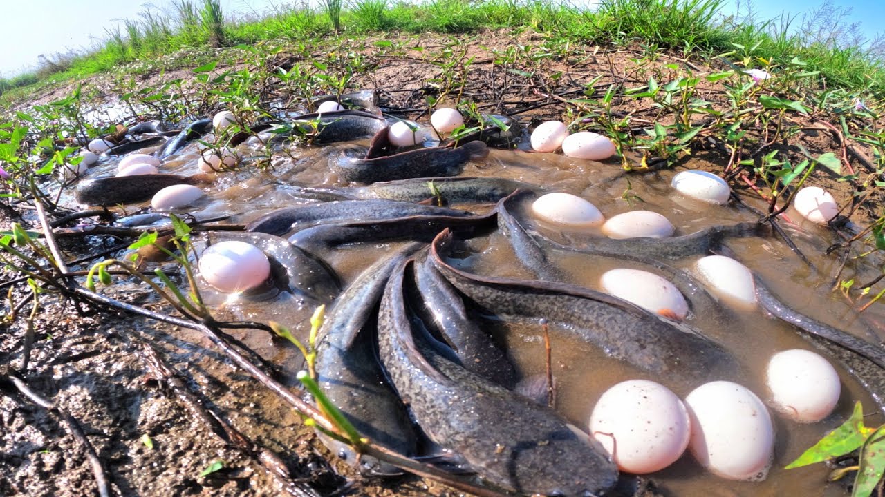 FISHING SKILLS, catch a lot of fish and pick duck eggs in rice field