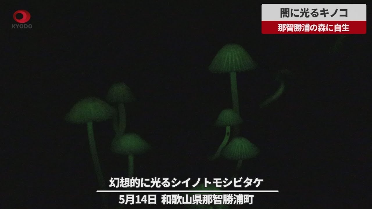 速報 森の闇に光るキノコ 那智勝浦の森に自生 Youtube