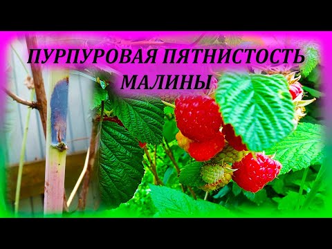 МАЛИНА в опасности, если на ней есть эти пятна. Пурпуровая пятнистость малины. Дидимелла малины.