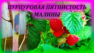 картинка: МАЛИНА в опасности, если на ней есть эти пятна. Пурпуровая пятнистость малины. Дидимелла малины.